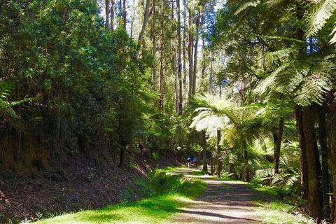 Half-Day Biking Activity From Aqueduct To California Redwoods - St Kilda Accommodation 2