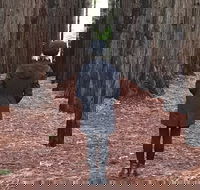 Half-Day Biking Activity from Aqueduct to California Redwoods - St Kilda Accommodation