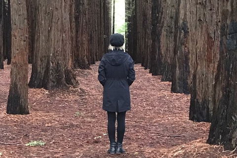 Half-Day Biking Activity From Aqueduct To California Redwoods - St Kilda Accommodation 0