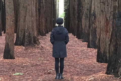 Private Aqueduct To California Redwoods Hiking Tour - St Kilda Accommodation 1