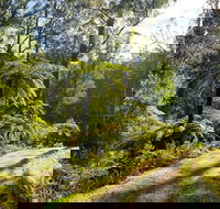 Private Aqueduct to California Redwoods Hiking Tour - St Kilda Accommodation