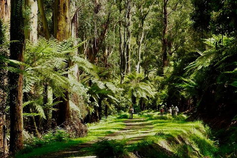 Private Aqueduct To California Redwoods Hiking Tour - St Kilda Accommodation 2