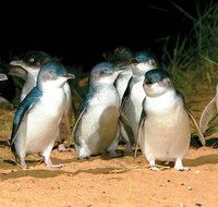 Phillip Island Penguin and wildlife Tour - St Kilda Accommodation