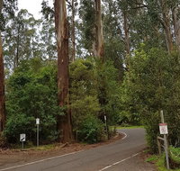 Full-Day Dandenong Ranges Tour with Pickup from Melbourne - St Kilda Accommodation
