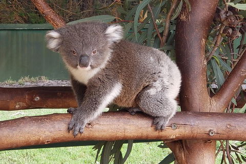 Very Best Of Perth Tour - Wildlife Park & City Highlights Tour - St Kilda Accommodation 5