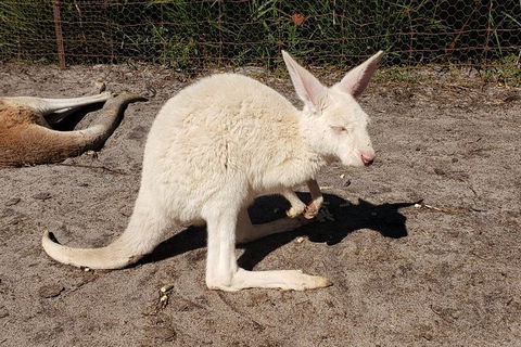 Very Best Of Perth Tour - Wildlife Park & City Highlights Tour - St Kilda Accommodation 4
