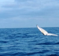 Whale Watching boat tour in Geraldton - St Kilda Accommodation