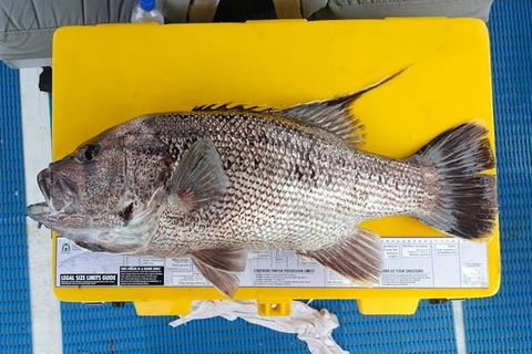 Abrolhos Islands Fishing Charter - St Kilda Accommodation 2