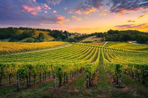 Swan Valley Sunset Wine Tour - Premium Small Group Tour - St Kilda Accommodation 0