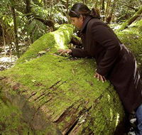 Washpool National Park - Washpool Walk - St Kilda Accommodation