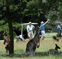 Glen Innes Golf Club - St Kilda Accommodation