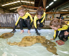 Australian Shark And Ray Centre - St Kilda Accommodation 0