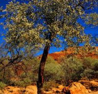 Mt Romance Australia Pty Ltd - St Kilda Accommodation