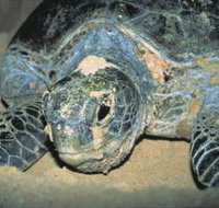 Turtle Nesting Season - St Kilda Accommodation