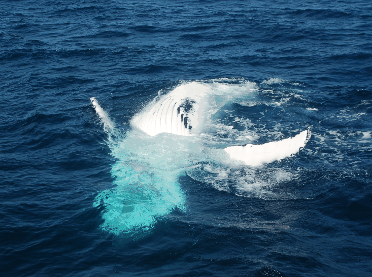 Dolphin Wild Cruises - St Kilda Accommodation