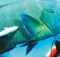 Aristocat Snorkel and Scuba Port Douglas - St Kilda Accommodation