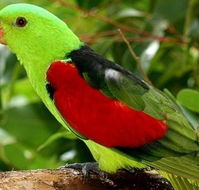 Birdworld Kuranda - St Kilda Accommodation