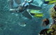 Calypso Reef Charters - thumb 0