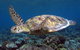 Calypso Reef Charters - thumb 1