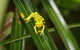 Daintree River Cruise Centre - thumb 0