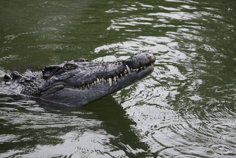 Daintree River Cruise Centre - St Kilda Accommodation 1