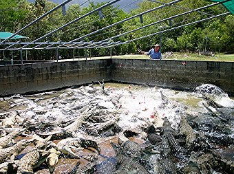 Hartley's Crocodile Adventures - St Kilda Accommodation 1
