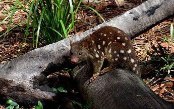 Hartley's Crocodile Adventures - St Kilda Accommodation 3