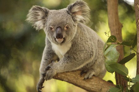 Hartley's Crocodile Adventures - St Kilda Accommodation 7