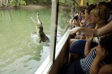 Hartley's Crocodile Adventures - St Kilda Accommodation 9