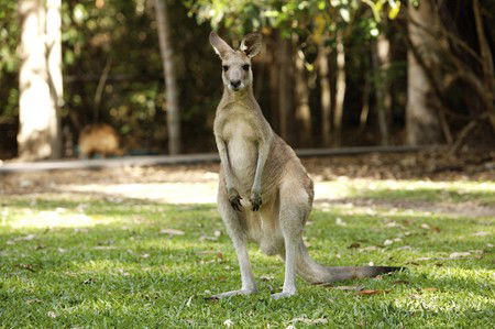 Hartley's Crocodile Adventures - St Kilda Accommodation 10