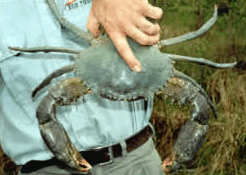 Whitsunday Crocodile Safari - St Kilda Accommodation
