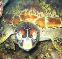 Adrenalin Snorkel and Dive - St Kilda Accommodation