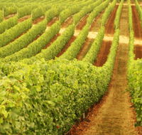 Wignalls Winery - St Kilda Accommodation