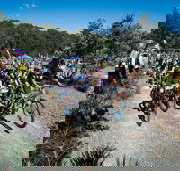 JetBlack Wild Wombat MTB Challenge - St Kilda Accommodation