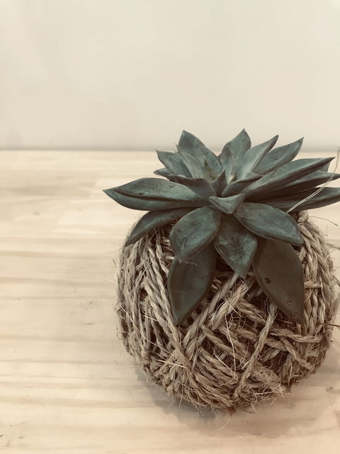 Kokedama Workshop - St Kilda Accommodation 0