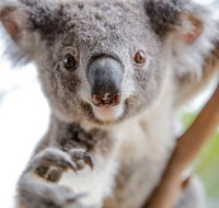 Meet the Stars of the Livestreams - St Kilda Accommodation