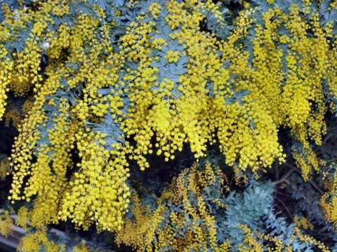 Australian Wattle Day @ The Old Bus Depot Markets - St Kilda Accommodation 0