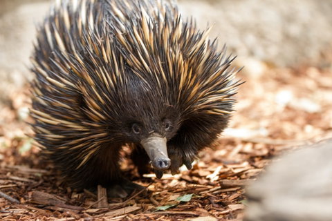 Aussie Wildlife Course - October Condensed Weekend Course - St Kilda Accommodation 0
