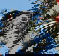 Esperance Wildflower Festival - St Kilda Accommodation