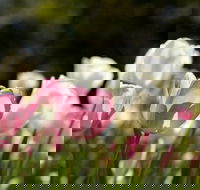 Floriade Reimagined - St Kilda Accommodation