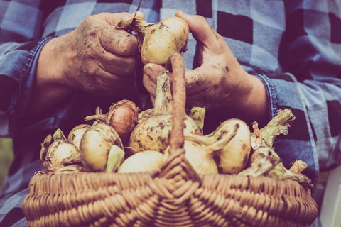 Grafton Farmers Market - St Kilda Accommodation 0