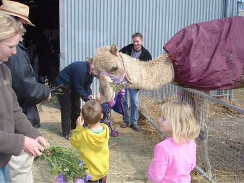 Wangaratta Show - St Kilda Accommodation 1
