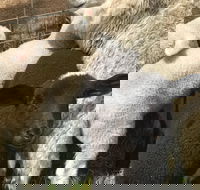 Flinders Island Show