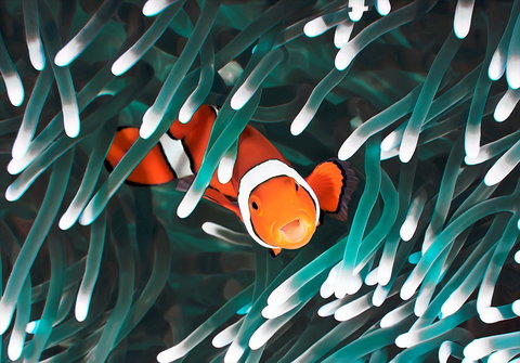 Great Barrier Reef Masters Games - St Kilda Accommodation 1