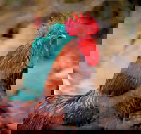 Nimbin Show - St Kilda Accommodation