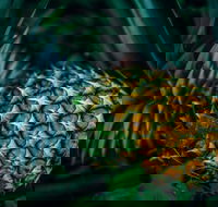 Yeppoon Community Market - St Kilda Accommodation