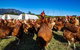 Carinya Farm Holiday Retreat - thumb 7