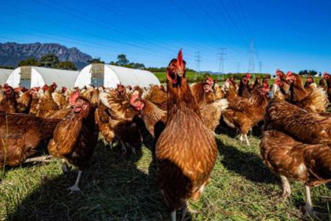 Carinya Farm Holiday Retreat - St Kilda Accommodation 7