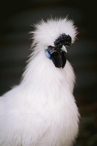 A Better Life Animal Sanctuary FarmStay Private Two Bedrooms Lounge Room & Bathroom & Toilet Shared Kitchen - St Kilda Accommodation 6