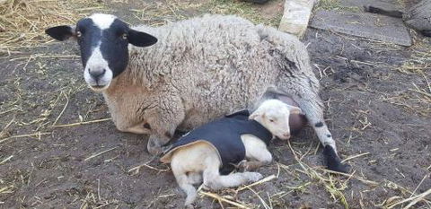 A Better Life Animal Sanctuary FarmStay Private Two Bedrooms Lounge Room & Bathroom & Toilet Shared Kitchen - St Kilda Accommodation 1